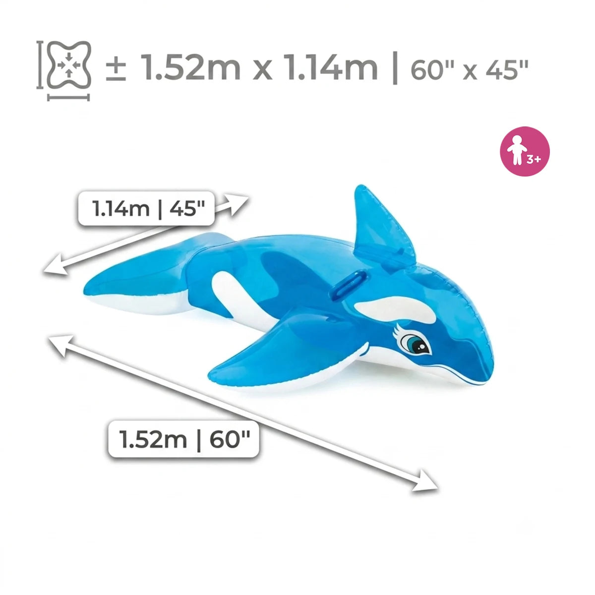 Sky Blue Dolphin